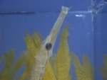 Foto Galerie/Syngnathiformes/Entelurus aequoreus_01_SS.jpg